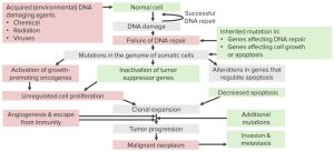 Ablauf der Karzinogenese: Angiogenese, Proliferation,  Metastasierung