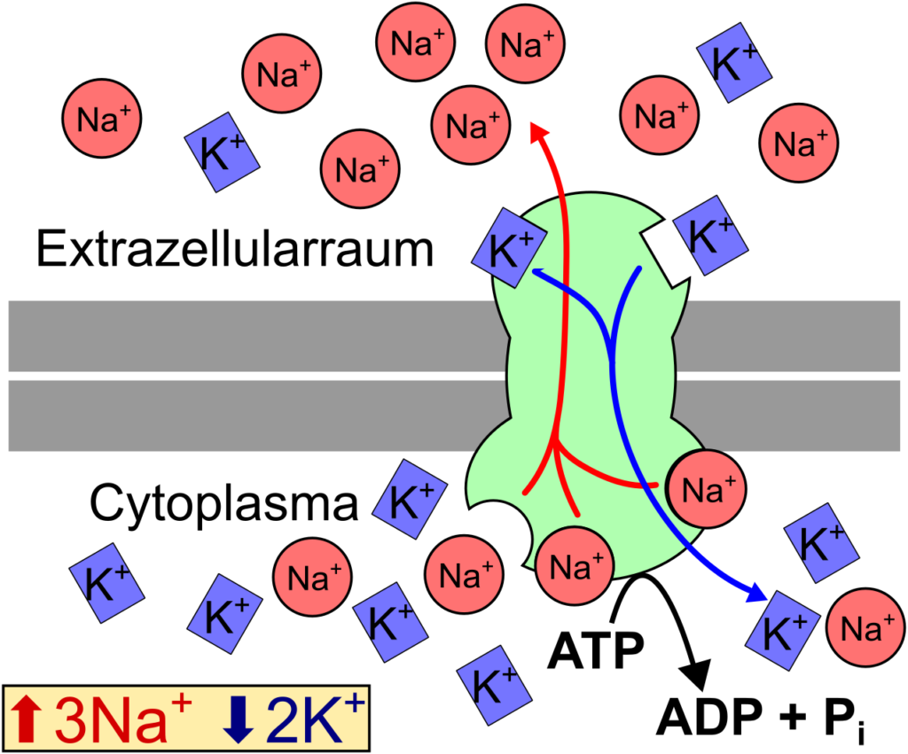 File:Natrium-Kalium-Pumpe.svg - Wikimedia Commons