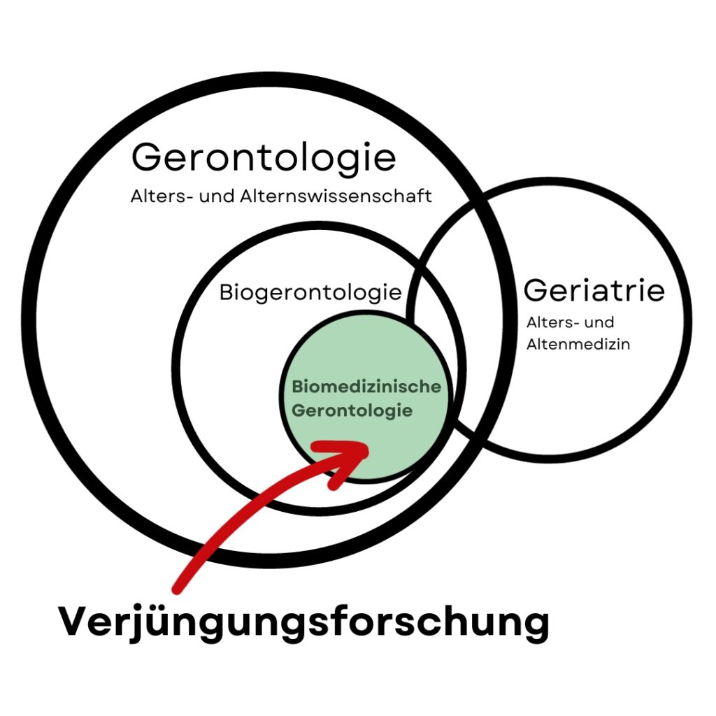 How rejuvenation research can be placed alongside gerontology, geriatrics, biogerontology and biomedical gerontology - various scientific fields concerned with aging